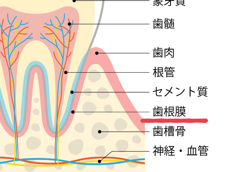 歯根膜｜おひさま歯科