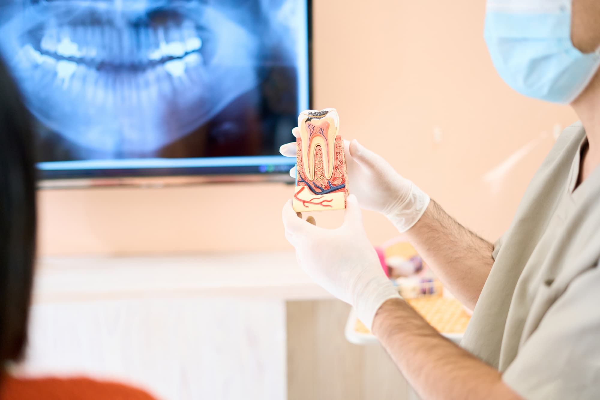 根管治療の流れを歯の模型を使って説明する歯科医師